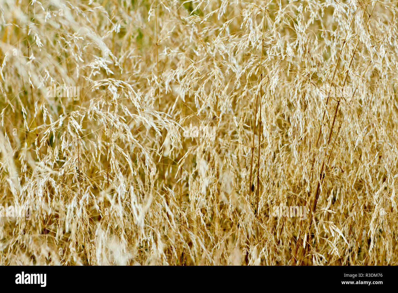 An abstract image of a wall of tall grass gone to seed on the dunes. Stock Photo