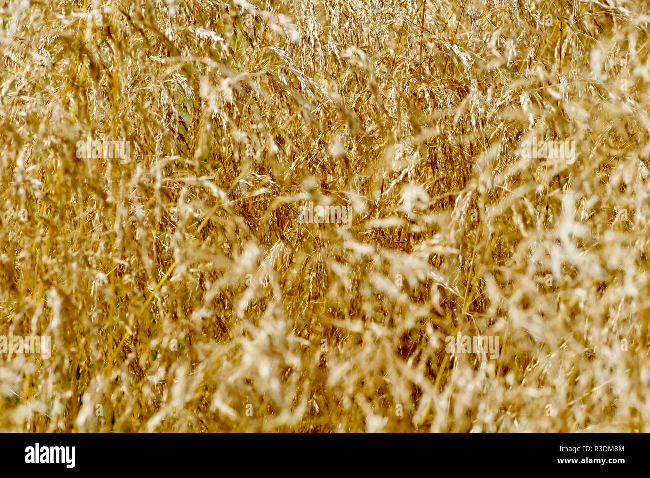 An abstract image of a wall of tall grass gone to seed on the dunes. Stock Photo