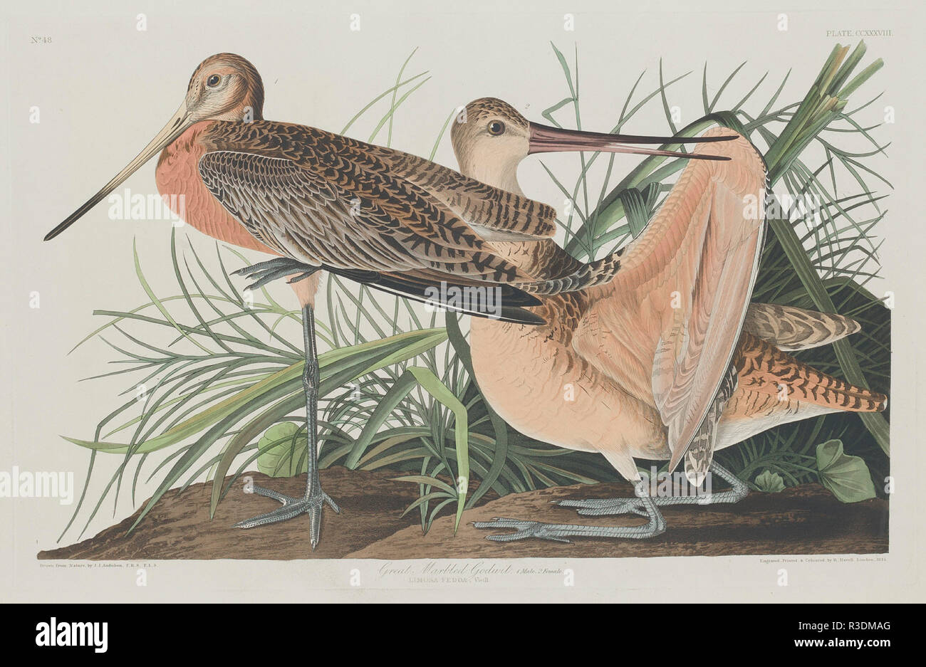 Great Marbled Godwit. Dated: 1835. Medium: hand-colored etching and aquatint on Whatman paper. Museum: National Gallery of Art, Washington DC. Author: Robert Havell after John James Audubon. Robert Havell. John James Audubon. AUDUBON, JOHN JAMES. Stock Photo