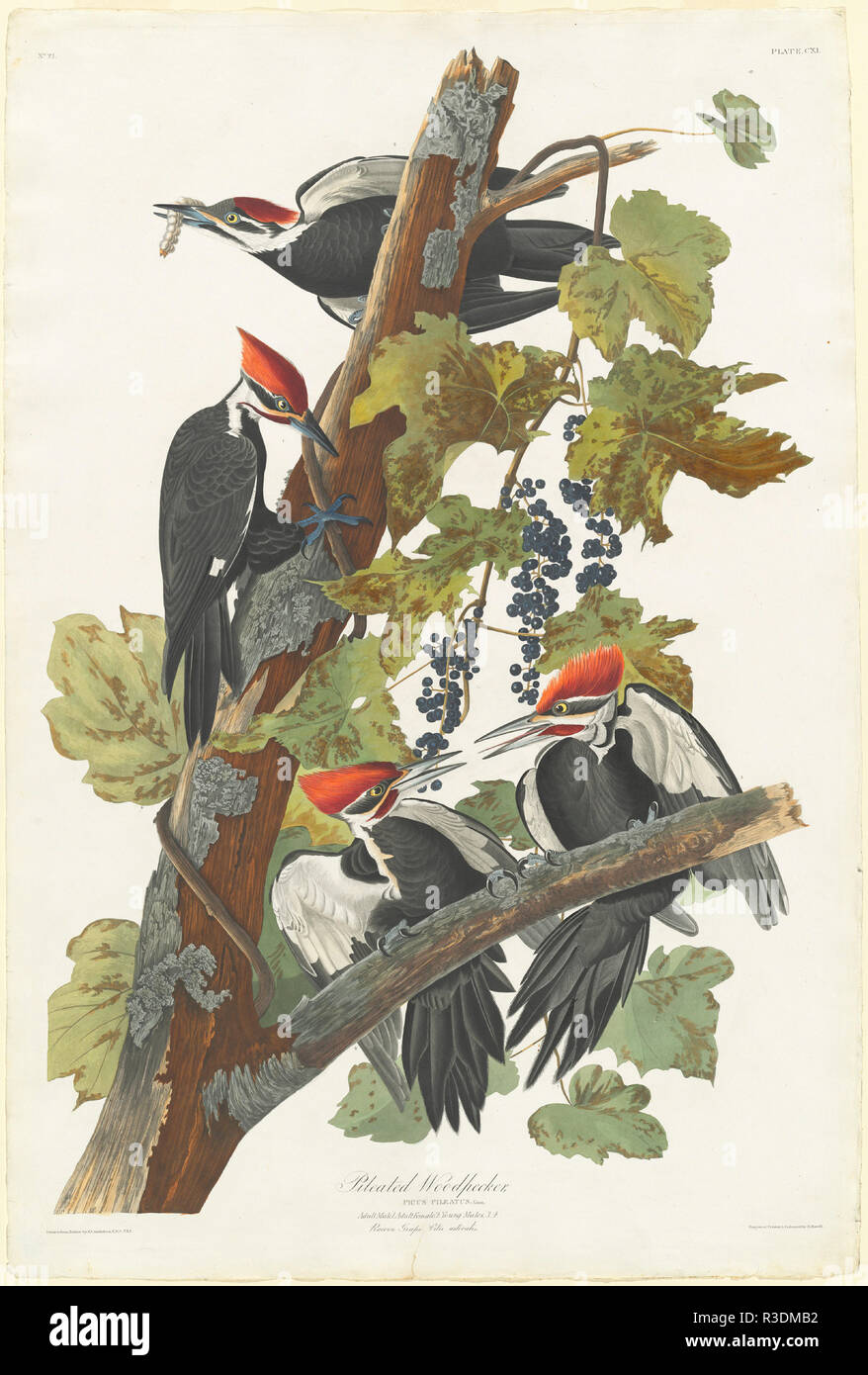 Pileated Woodpecker. Dated: 1831. Dimensions: plate: 98.4 x 64.8 cm (38 3/4 x 25 1/2 in.)  sheet: 101 x 67.9 cm (39 3/4 x 26 3/4 in.). Medium: hand-colored etching and aquatint on Whatman paper. Museum: National Gallery of Art, Washington DC. Author: Robert Havell after John James Audubon. John James Audubon. ROBERT HAVELL DER JÜNGERE. AUDUBON, JOHN JAMES. Stock Photo