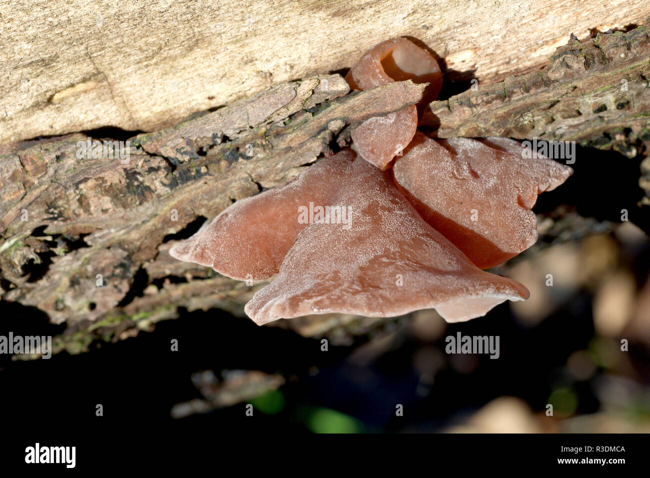 Close up of Hirneola Auricula-judae fungi growing on a fallen tree. Formerly known as Jew's Ear, now commonly called Jelly Ear. Stock Photo