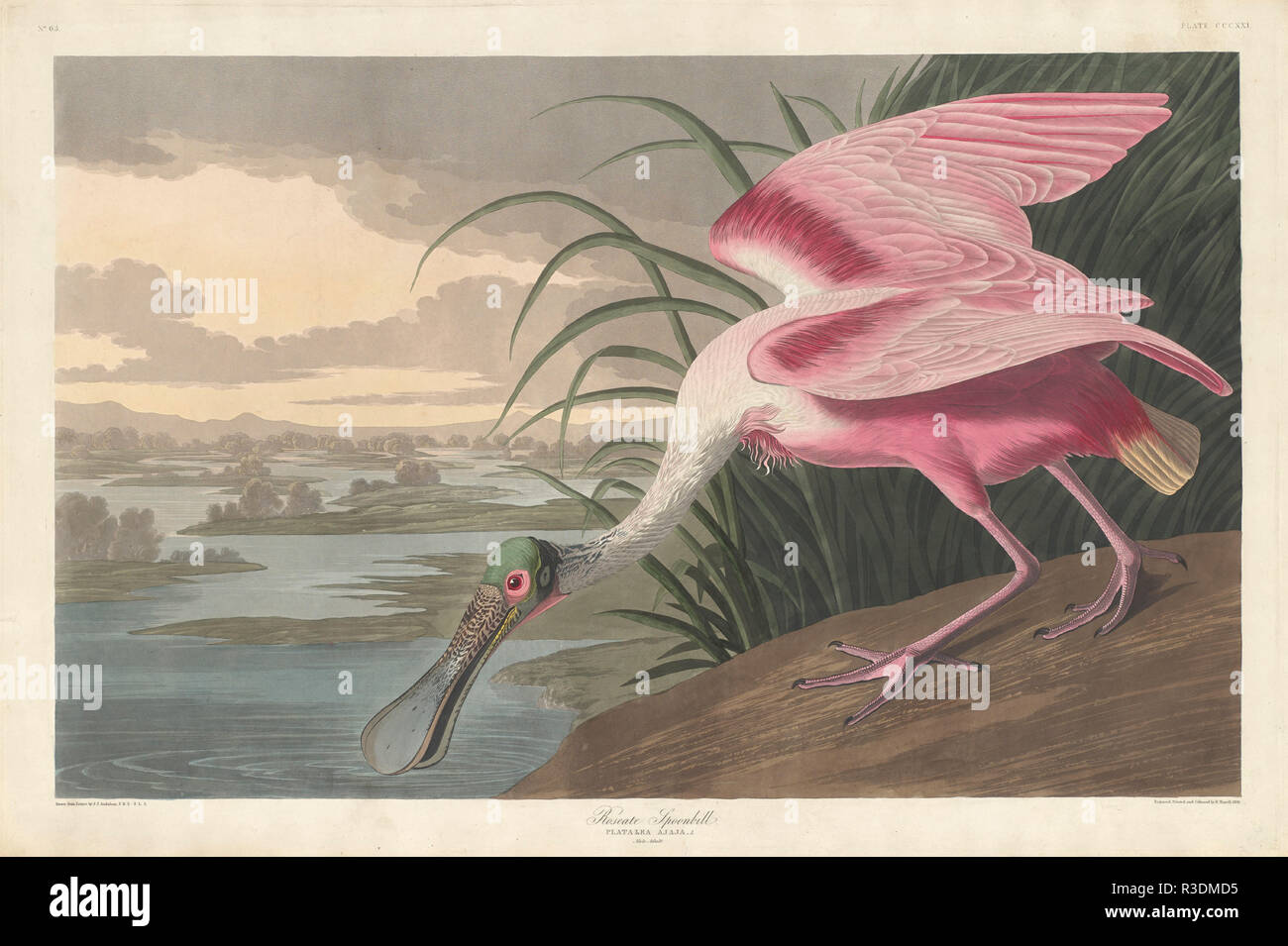 Roseate Spoonbill. Dated: 1836. Dimensions: plate: 64.5 x 97.2 cm (25 3/8 x 38 1/4 in.)  sheet: 67.3 x 100.3 cm (26 1/2 x 39 1/2 in.). Medium: hand-colored engraving and aquatint on Whatman wove paper. Museum: National Gallery of Art, Washington DC. Author: Robert Havell after John James Audubon. John James Audubon. ROBERT HAVELL DER JÜNGERE. AUDUBON, JOHN JAMES. Stock Photo
