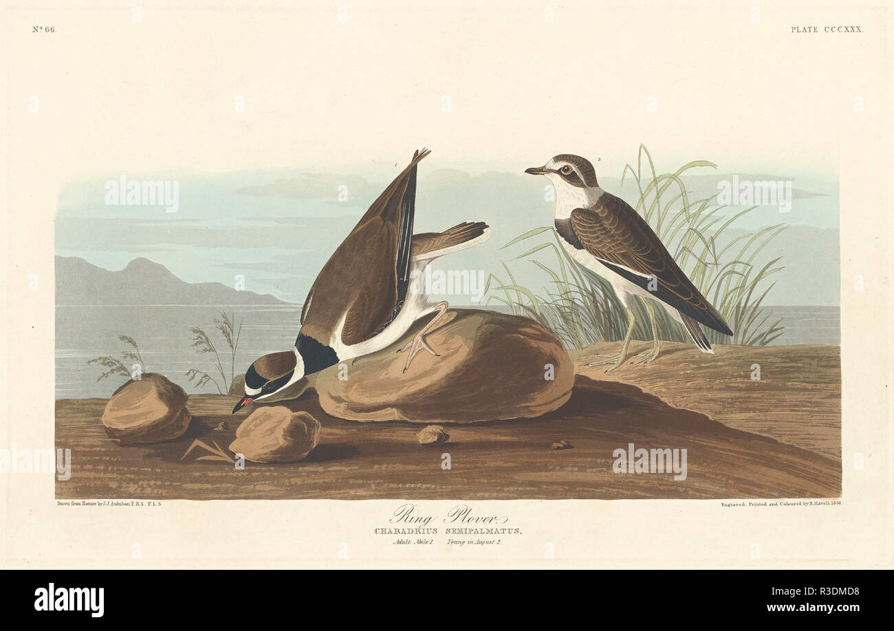 Ring Plover. Dated: 1836. Medium: hand-colored etching and aquatint on Whatman paper. Museum: National Gallery of Art, Washington DC. Author: Robert Havell after John James Audubon. Robert Havell. John James Audubon. AUDUBON, JOHN JAMES. Stock Photo