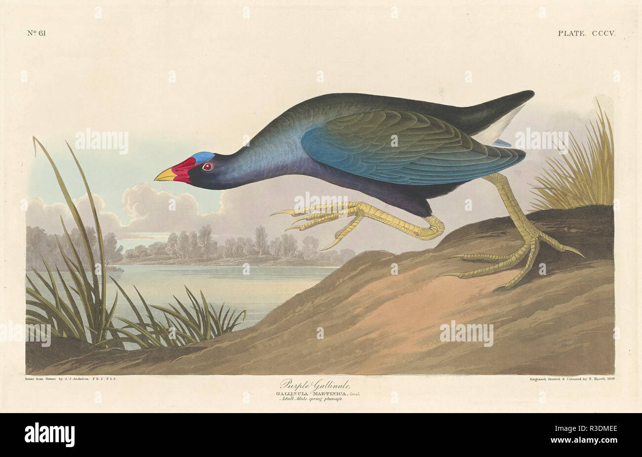 Purple Gallinule. Dated: 1836. Medium: hand-colored etching and aquatint on Whatman paper. Museum: National Gallery of Art, Washington DC. Author: Robert Havell after John James Audubon. AUDUBON, JOHN JAMES. Stock Photo