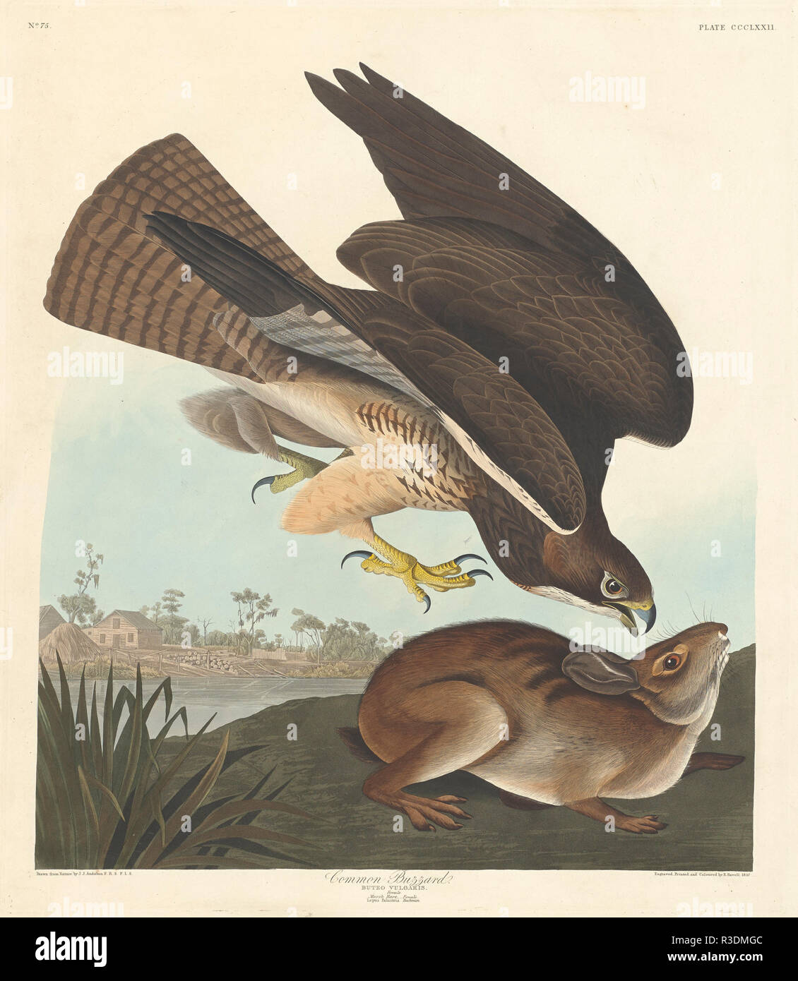 Common Buzzard. Dated: 1837. Medium: hand-colored etching and aquatint on Whatman paper. Museum: National Gallery of Art, Washington DC. Author: Robert Havell after John James Audubon. Robert Havell. John James Audubon. AUDUBON, JOHN JAMES. Stock Photo