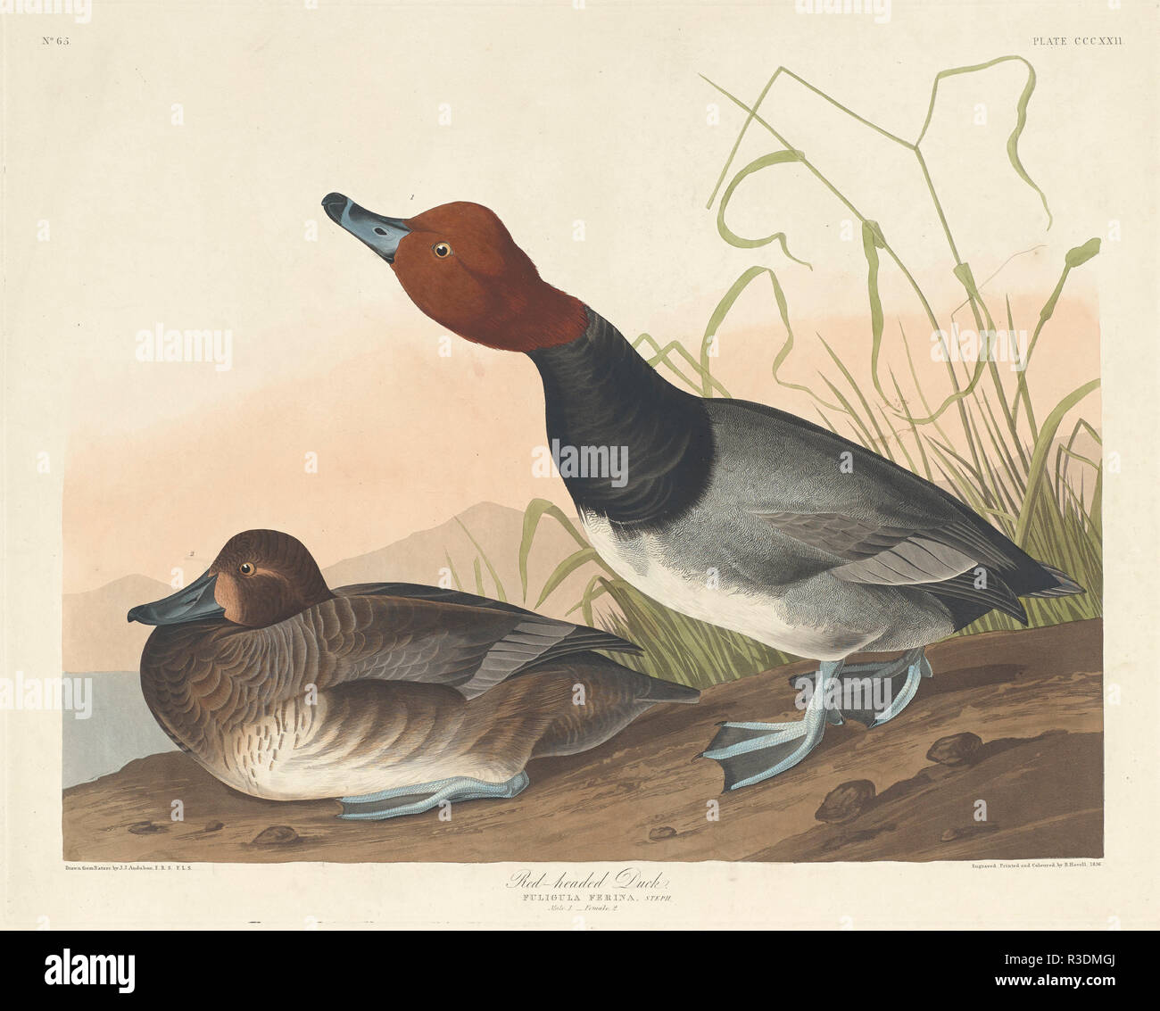 Red-Headed Duck. Dated: 1836. Medium: hand-colored etching and aquatint on Whatman paper. Museum: National Gallery of Art, Washington DC. Author: Robert Havell after John James Audubon. Robert Havell. John James Audubon. AUDUBON, JOHN JAMES. Stock Photo