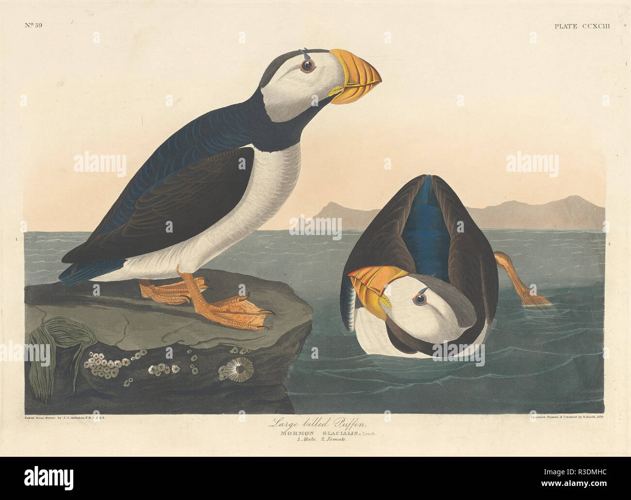 Large-billed Puffin. Dated: 1836. Medium: hand-colored etching and aquatint on Whatman paper. Museum: National Gallery of Art, Washington DC. Author: Robert Havell after John James Audubon. John James Audubon. ROBERT HAVELL DER JÜNGERE. AUDUBON, JOHN JAMES. Stock Photo