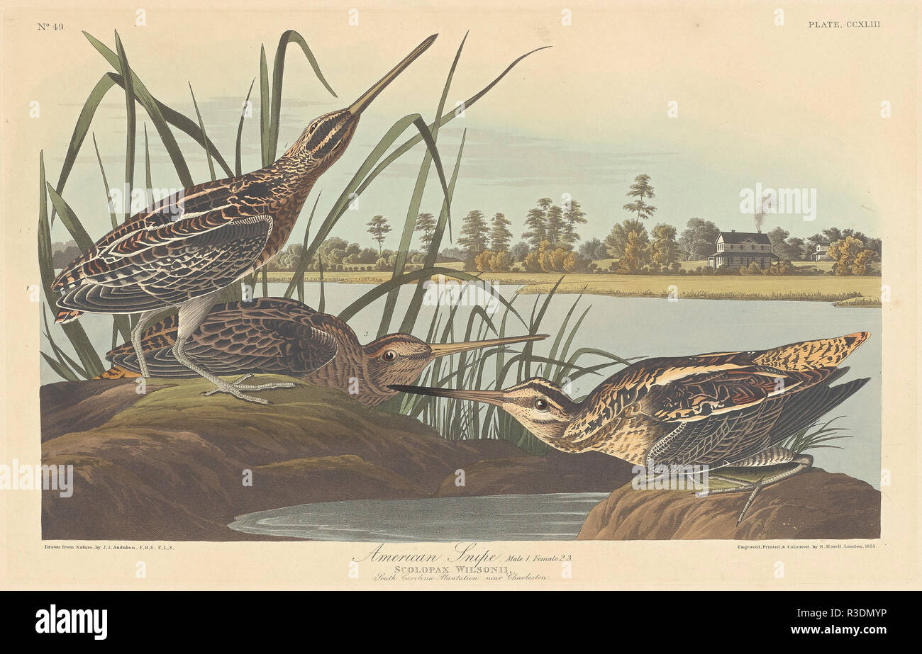 American Snipe. Dated: 1835. Medium: hand-colored etching and aquatint on Whatman paper. Museum: National Gallery of Art, Washington DC. Author: Robert Havell after John James Audubon. John James Audubon. ROBERT HAVELL DER JÜNGERE. AUDUBON, JOHN JAMES. Stock Photo