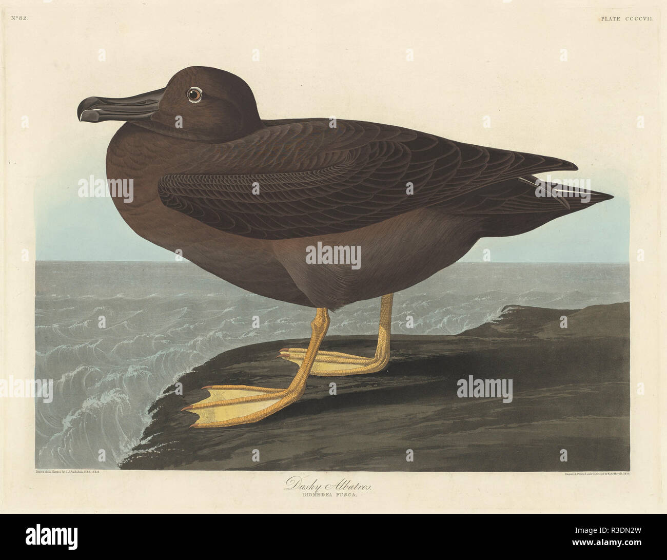 Dusky Albatros. Dated: 1838. Medium: hand-colored etching and aquatint on Whatman paper. Museum: National Gallery of Art, Washington DC. Author: Robert Havell after John James Audubon. AUDUBON, JOHN JAMES. Stock Photo