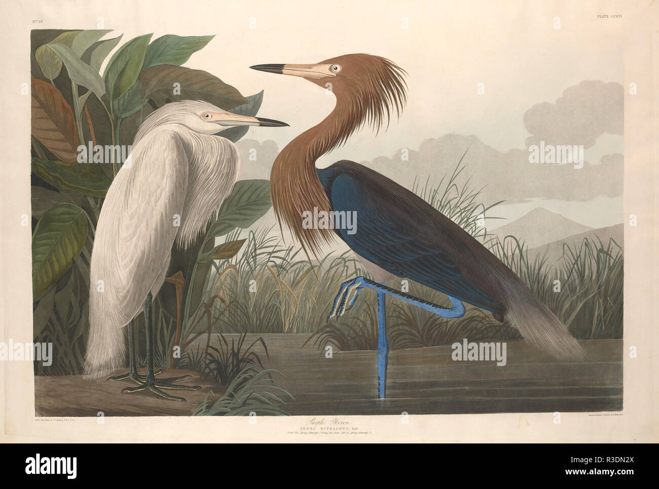 Purple Heron. Dated: 1835. Medium: hand-colored etching and aquatint on Whatman paper. Museum: National Gallery of Art, Washington DC. Author: Robert Havell after John James Audubon. Stock Photo
