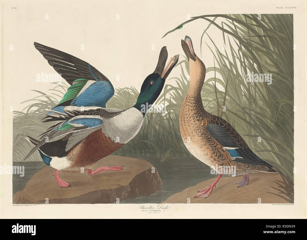 Shoveller Duck. Dated: 1836. Medium: hand-colored engraving and aquatint on Whatman wove paper. Museum: National Gallery of Art, Washington DC. Author: Robert Havell after John James Audubon. John James Audubon. ROBERT HAVELL DER JÜNGERE. Stock Photo