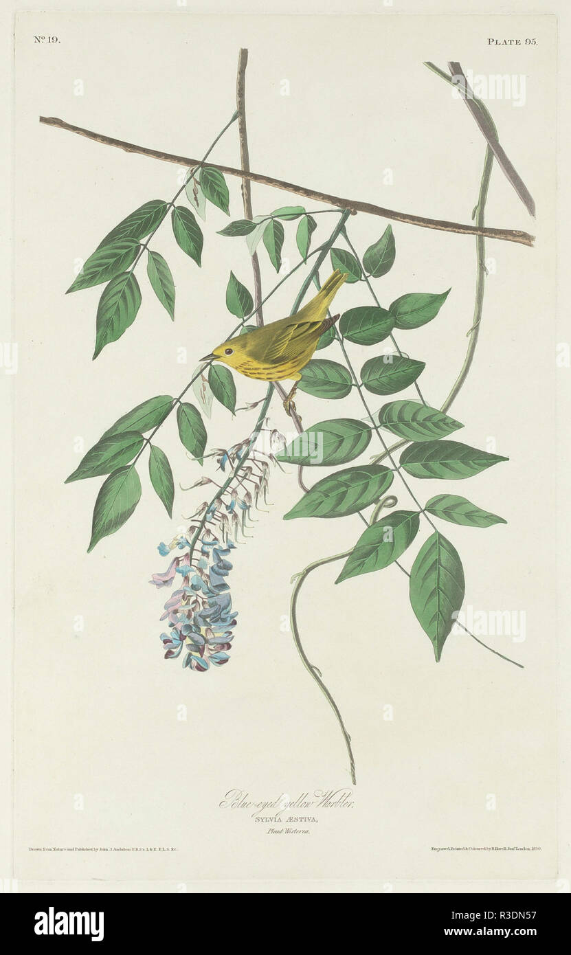 Blue-eyed Yellow Warbler. Dated: 1830. Medium: hand-colored etching and aquatint on Whatman paper. Museum: National Gallery of Art, Washington DC. Author: Robert Havell after John James Audubon. Stock Photo