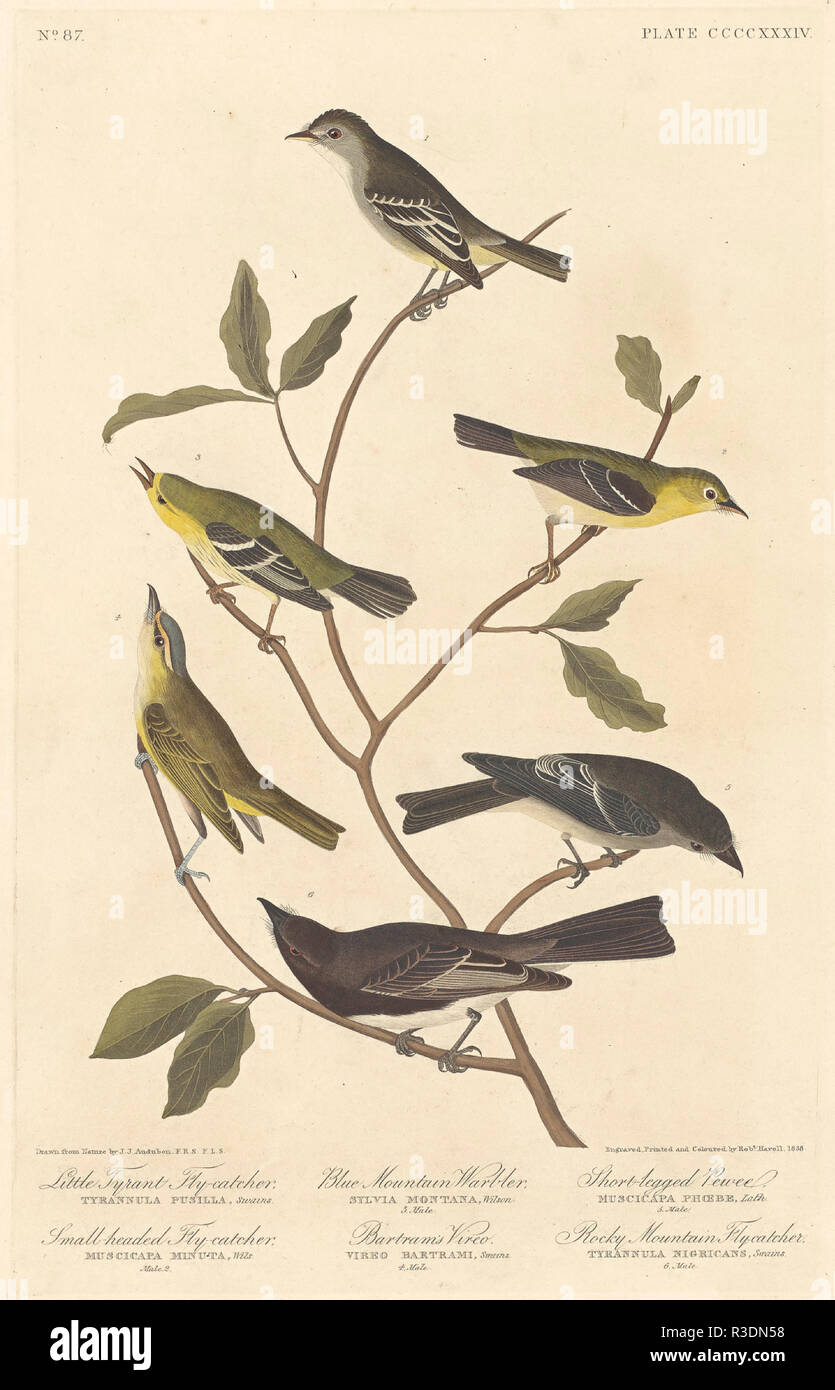 Little Tyrant Flycatcher, Small-Headed Flycatcher, Blue Mountain Warbler, Bartram's Vireo, Short-Legged Pewee, and Rocky Mountain Flycatcher. Dated: 1838. Medium: hand-colored engraving and aquatint on Whatman wove paper. Museum: National Gallery of Art, Washington DC. Author: Robert Havell after John James Audubon. AUDUBON, JOHN JAMES. Stock Photo