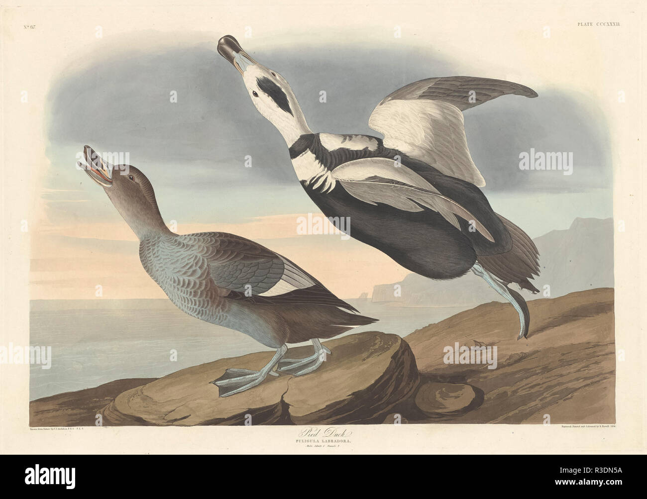 Pied Duck. Dated: 1836. Medium: hand-colored etching and aquatint on Whatman paper. Museum: National Gallery of Art, Washington DC. Author: Robert Havell after John James Audubon. Stock Photo