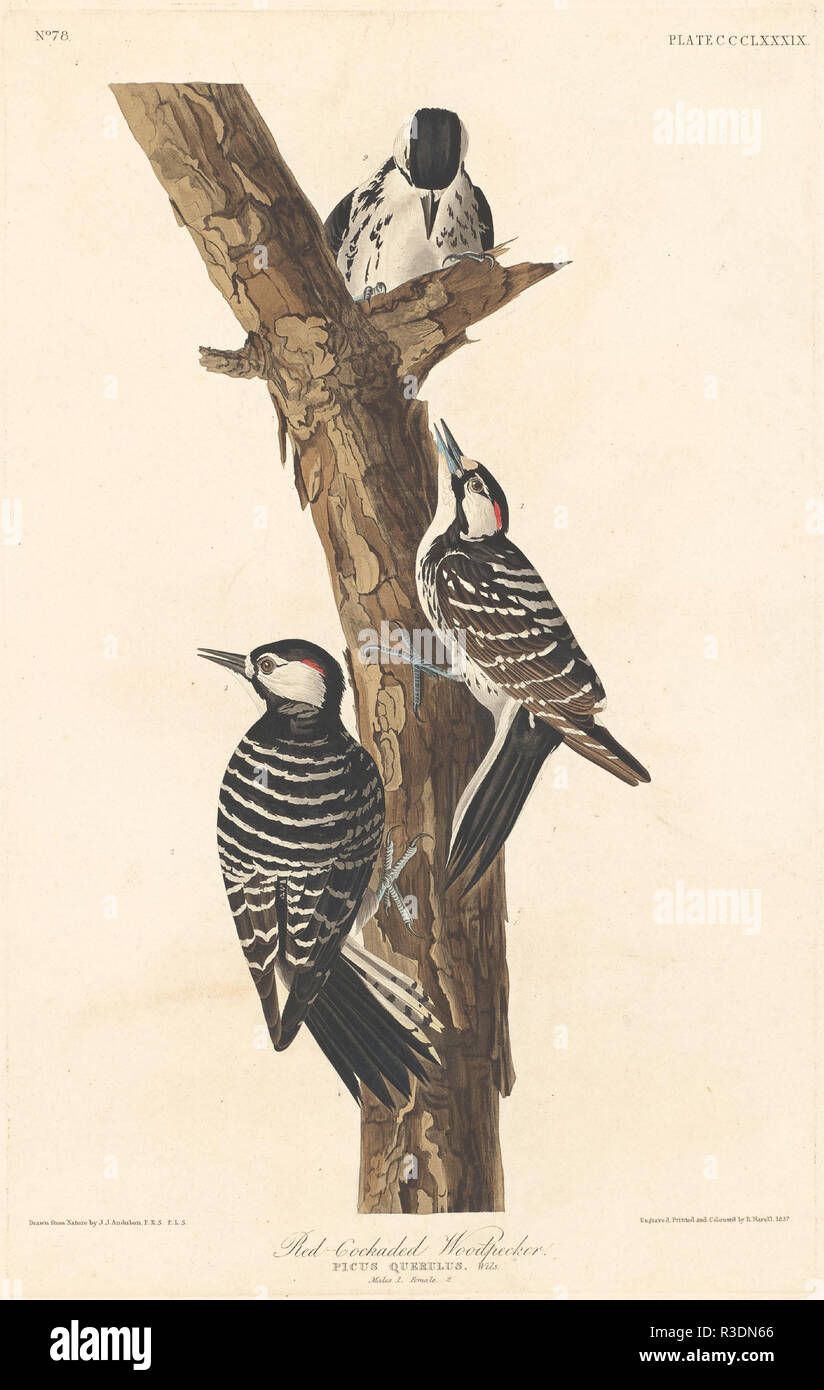 Red-cockaded Woodpecker. Dated: 1837. Medium: hand-colored etching and aquatint on Whatman paper. Museum: National Gallery of Art, Washington DC. Author: Robert Havell after John James Audubon. John James Audubon. ROBERT HAVELL DER JÜNGERE. AUDUBON, JOHN JAMES. Stock Photo