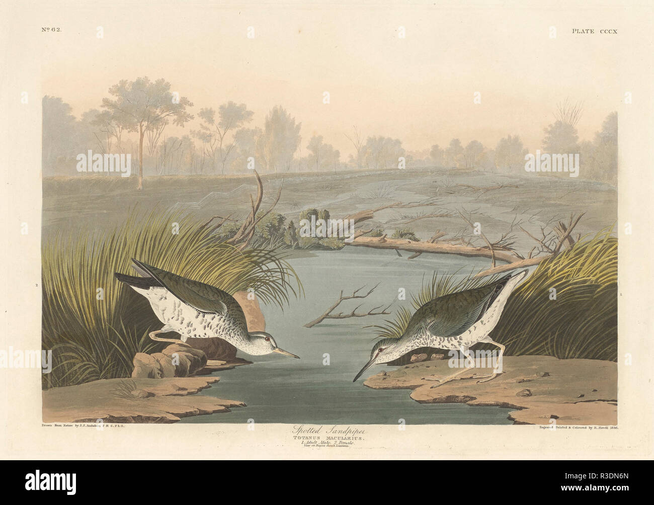 Spotted Sandpiper. Dated: 1836. Medium: hand-colored etching and aquatint on Whatman paper. Museum: National Gallery of Art, Washington DC. Author: Robert Havell after John James Audubon. Robert Havell. John James Audubon. AUDUBON, JOHN JAMES. Stock Photo