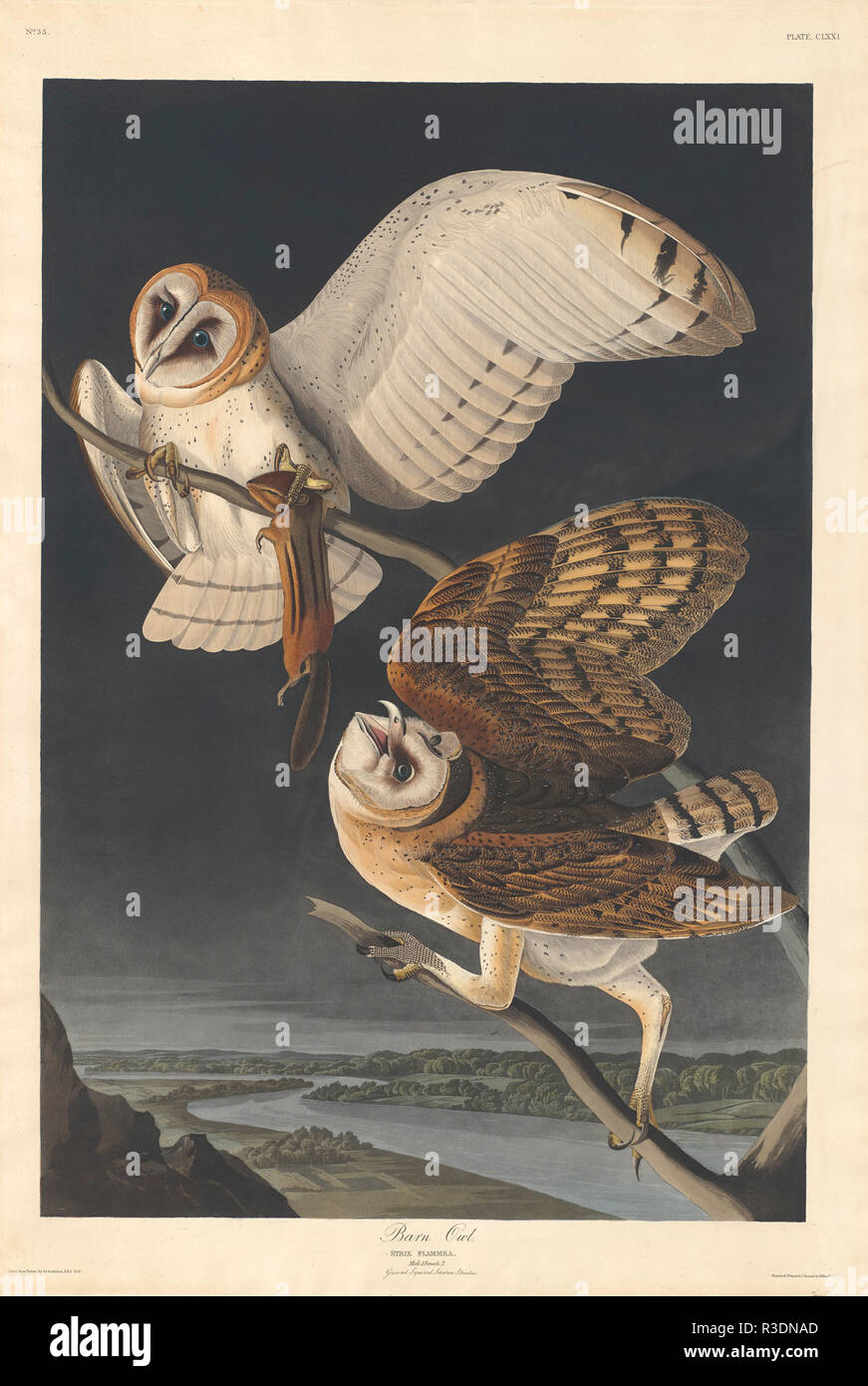 Barn Owl. Dated: 1833. Dimensions: plate: 97.5 x 65.5 cm (38 3/8 x 25 13/16 in.)  sheet: 100.5 x 68.3 cm (39 9/16 x 26 7/8 in.). Medium: hand-colored etching and aquatint on Whatman paper. Museum: National Gallery of Art, Washington DC. Author: Robert Havell after John James Audubon. Robert Havell. John James Audubon. AUDUBON, JOHN JAMES. Stock Photo