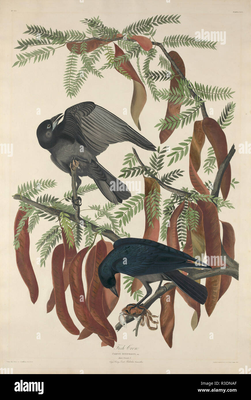 Fish Crow. Dated: 1832. Medium: hand-colored etching and aquatint on Whatman paper. Museum: National Gallery of Art, Washington DC. Author: Robert Havell after John James Audubon. Stock Photo