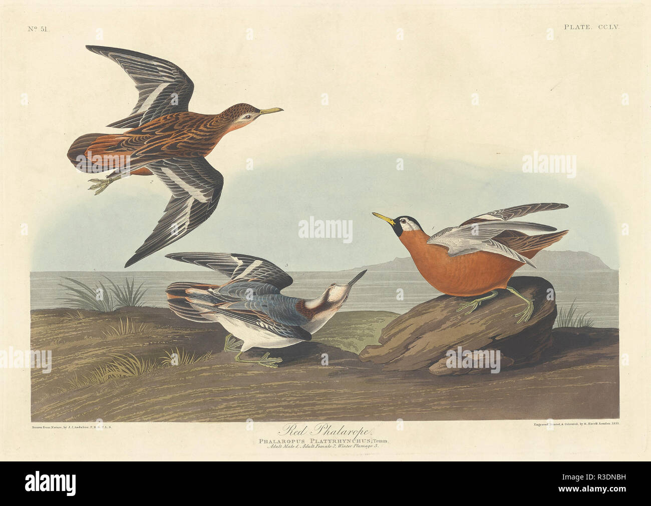 Red Phalarope. Dated: 1835. Medium: hand-colored etching and aquatint on Whatman paper. Museum: National Gallery of Art, Washington DC. Author: Robert Havell after John James Audubon. Stock Photo