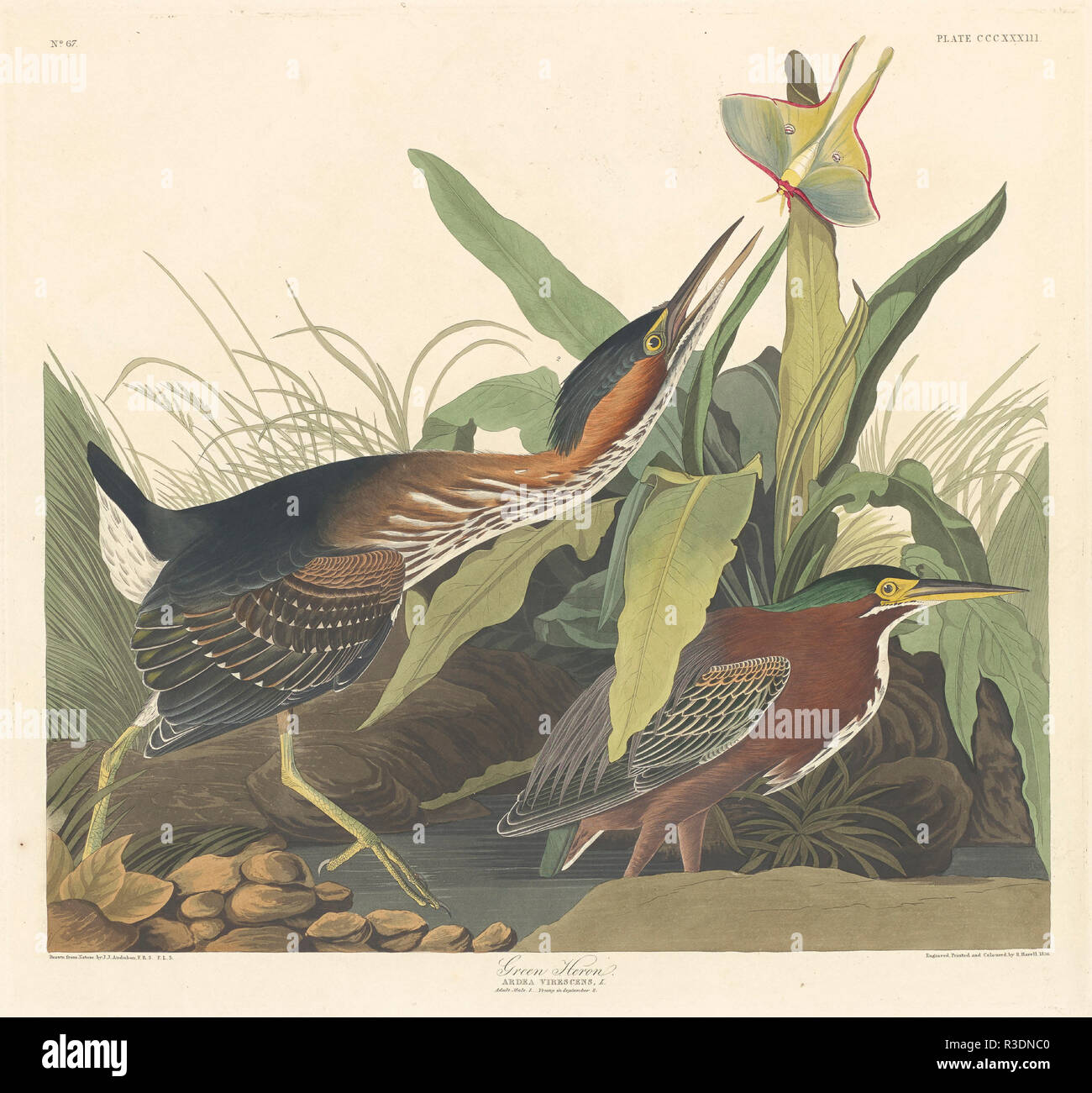 Green Heron. Dated: 1836. Medium: hand-colored etching and aquatint on Whatman paper. Museum: National Gallery of Art, Washington DC. Author: Robert Havell after John James Audubon. John James Audubon. ROBERT HAVELL DER JÜNGERE. AUDUBON, JOHN JAMES. Stock Photo