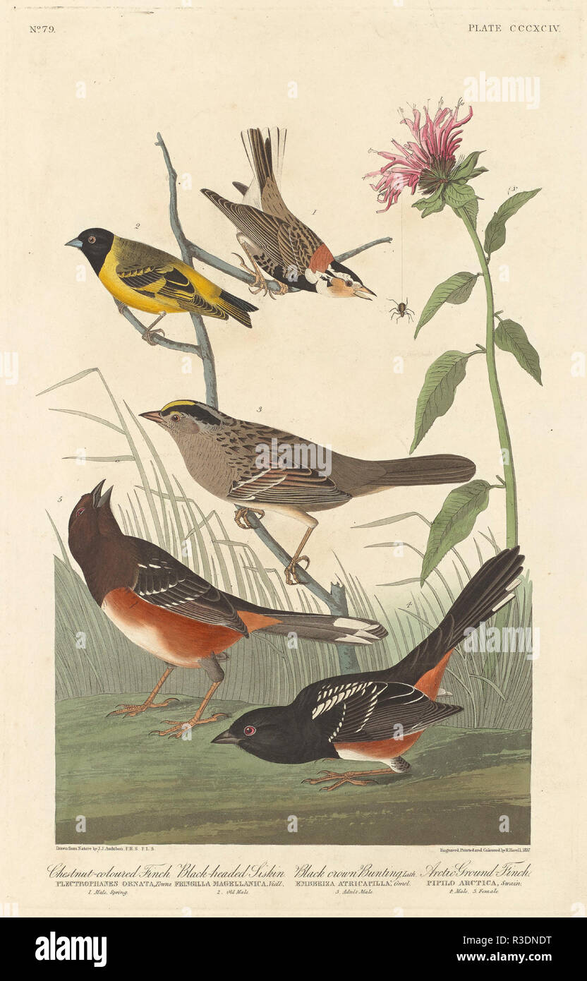Chestnut-colored Finch, Black-headed Siskin, Black Crown Bunting and Arctic Ground Finch. Dated: 1837. Medium: hand-colored etching and aquatint on Whatman paper. Museum: National Gallery of Art, Washington DC. Author: Robert Havell after John James Audubon. AUDUBON, JOHN JAMES. Stock Photo