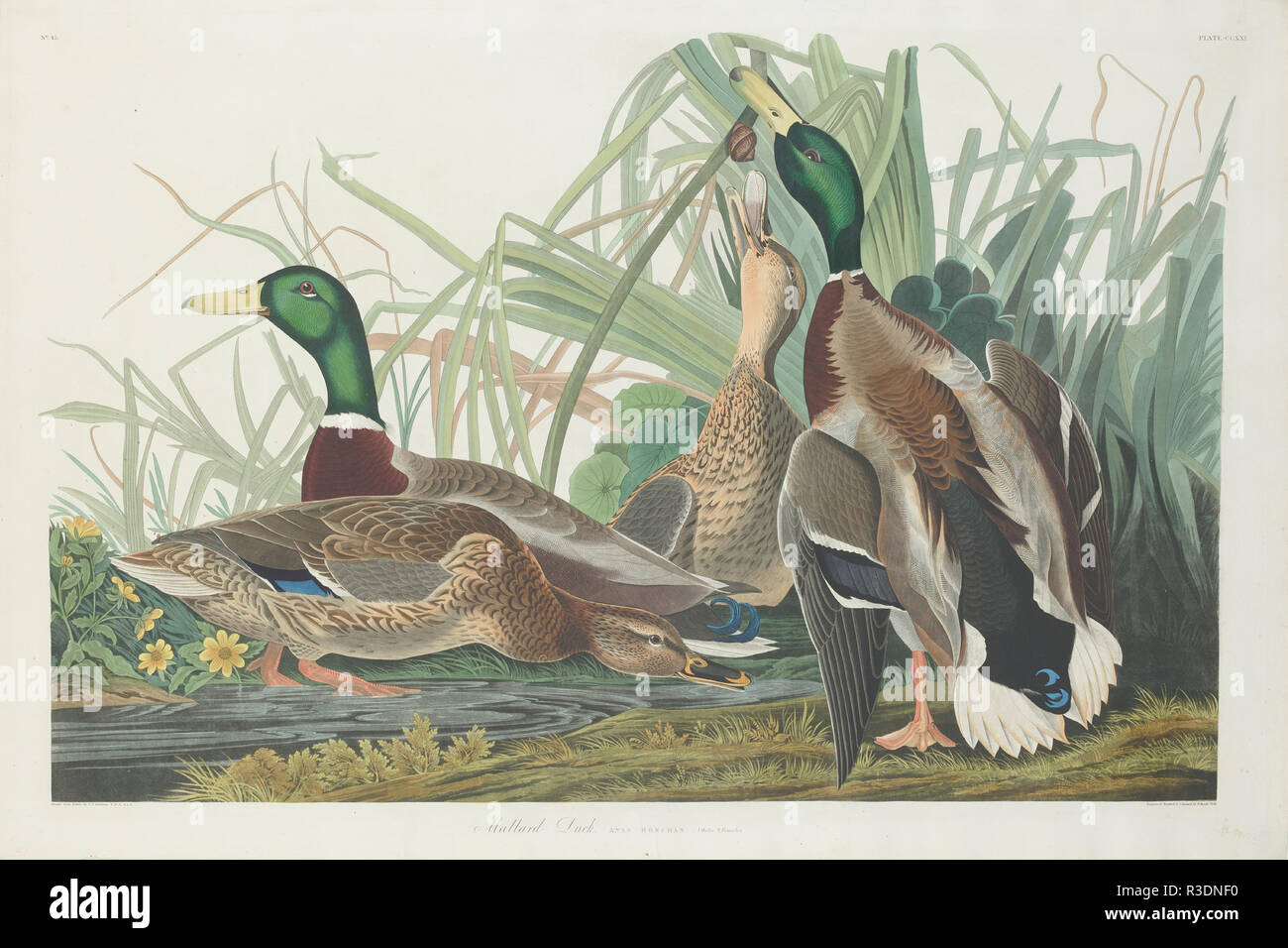 Mallard Duck. Dated: 1834. Dimensions: plate: 65.4 x 97.2 cm (25 3/4 x 38 1/4 in.)  sheet: 68.3 x 68 cm (26 7/8 x 26 3/4 in.). Medium: hand-colored engraving and aquatint on Whatman wove paper. Museum: National Gallery of Art, Washington DC. Author: Robert Havell after John James Audubon. John James Audubon. ROBERT HAVELL DER JÜNGERE. AUDUBON, JOHN JAMES. Stock Photo