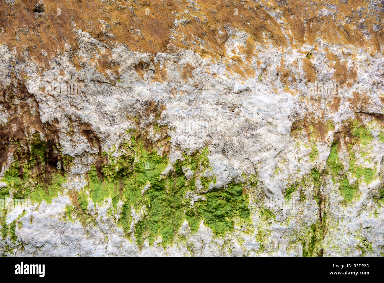 close up of green seaweed on rough rock surface Stock Photo