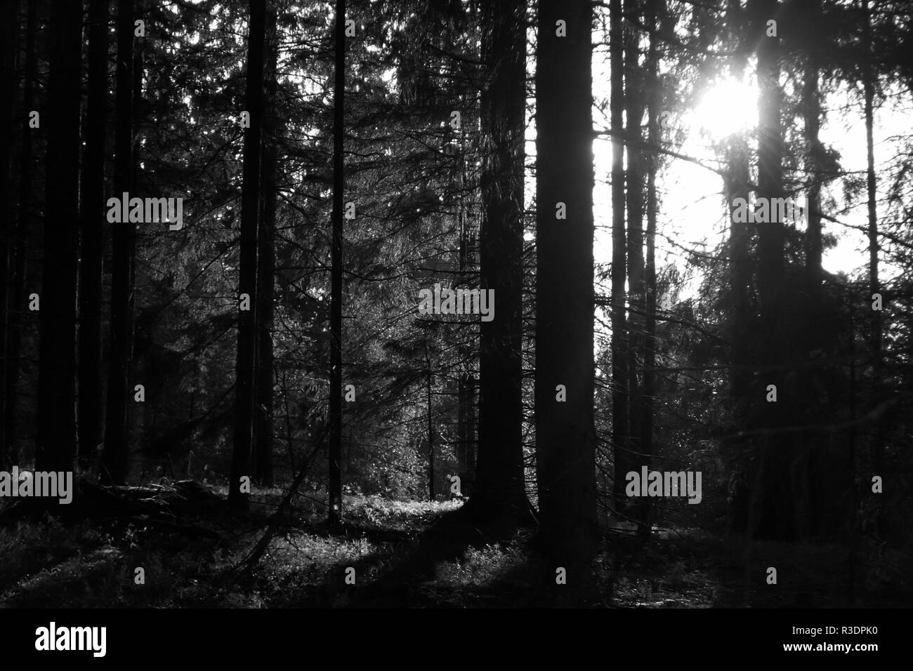 A black and white forest with sunlight shining through the trees in Dalsland, Sweden Stock Photo