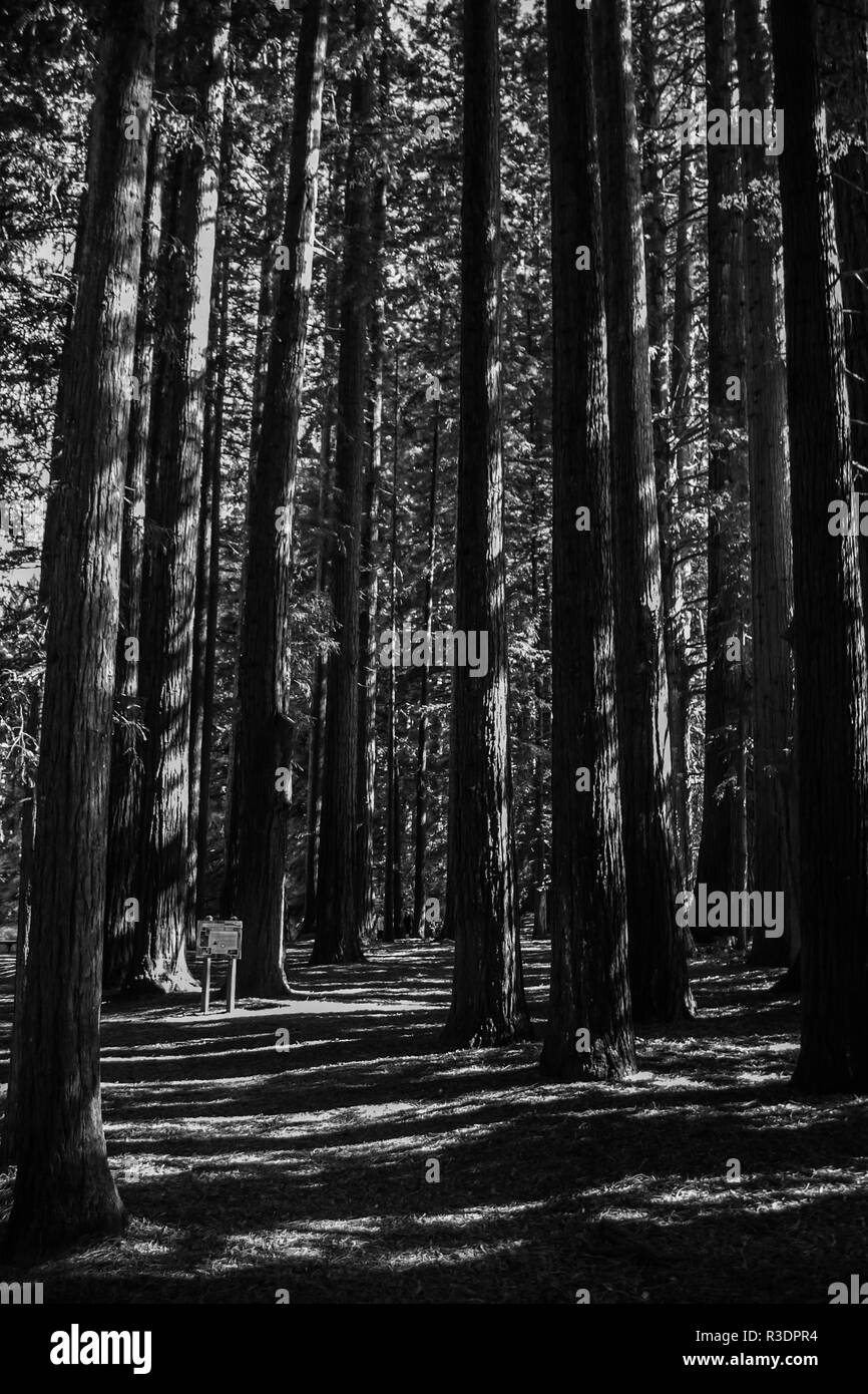 Black and white redwoods with sunlight shining through the trees in Rotorua, New Zealand Stock Photo