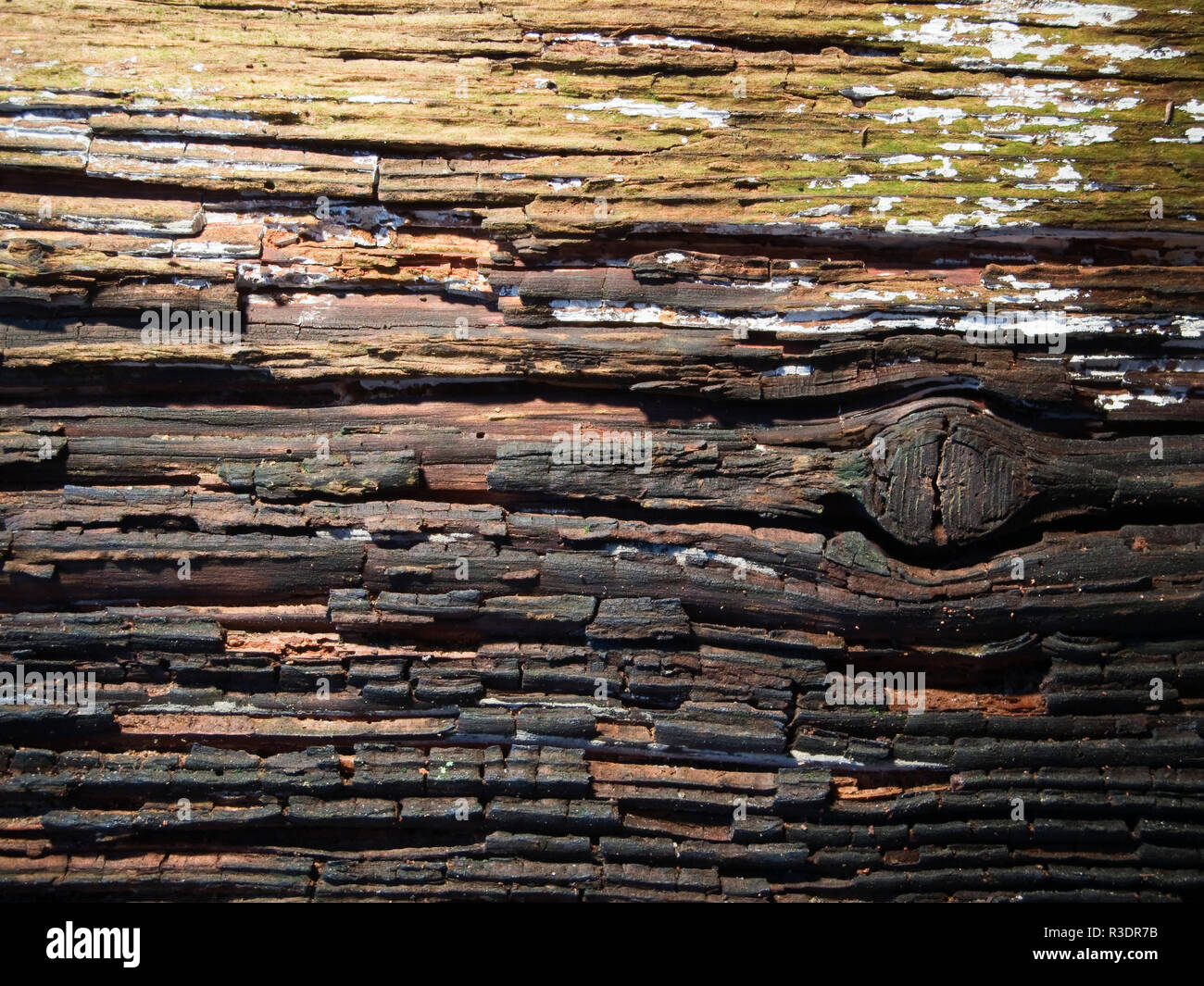 Old moldy wood texture background hires stock photography and images