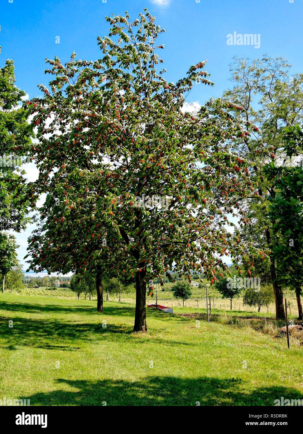 Prunus Cerasus Schattenmorelle High Resolution Stock Photography And Images Alamy