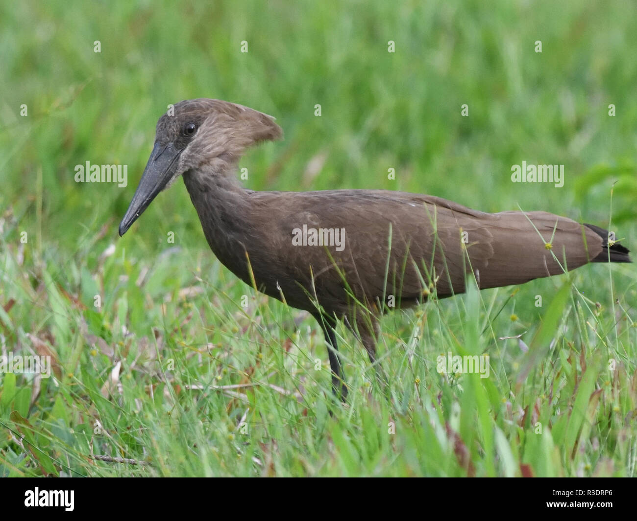 A hamerkop (Scopus umbretta) ) in a marshy pasture. Bigodi Wetland Sanctuary, Kibale Forest National Park, Uganda, Stock Photo