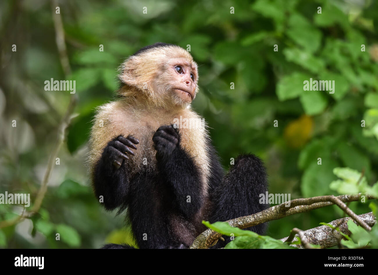 Geoffroy's tamarin (Saguinus geoffroyi).  A type of small monkey in Panama. A black & white monkey with reddish nape, this one in his forest home. Stock Photo