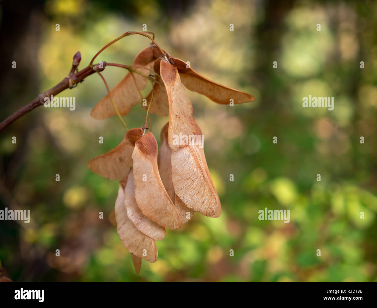 Winged nut fruit of the mountain maple - Acer pseudoplatanus - maple tree Stock Photo
