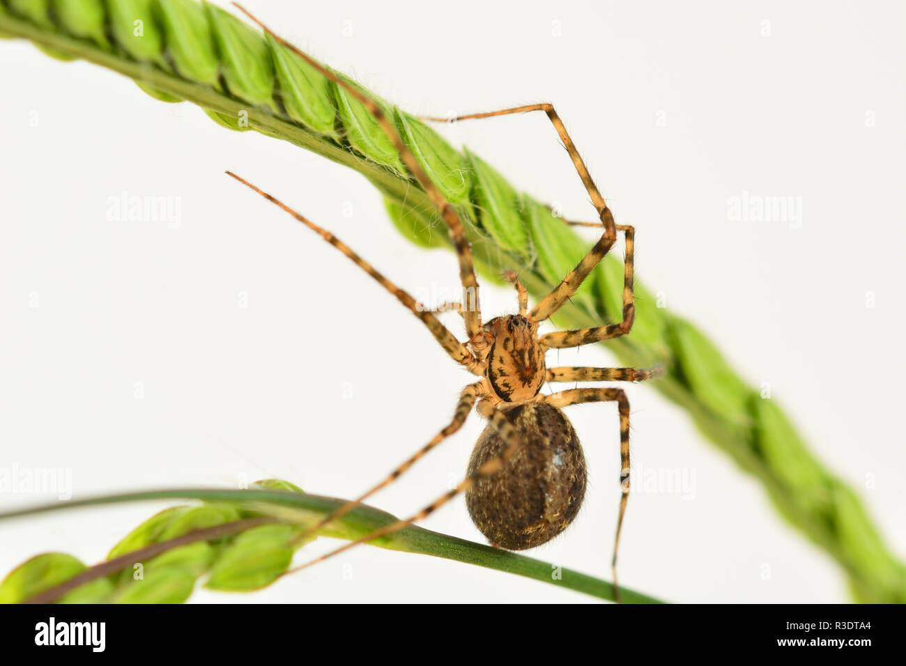 A macro photo of a House Spider (Achaearanea tepidariorum) when it just started making its web Stock Photo