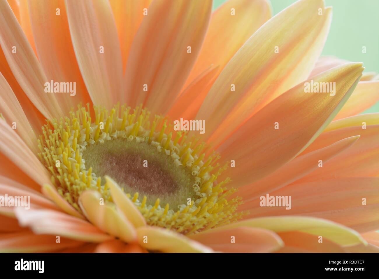 Close-up photo of a beautiful peach-colour gerbera daisy; soft light and colours; sharp details of the center of the flower Stock Photo