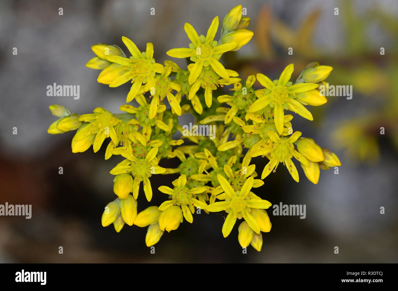 Rock stonecrop in flower. Portland, Dorset, UK July Stock Photo