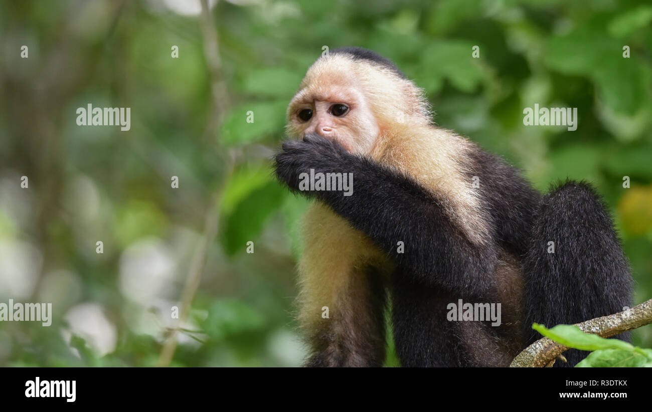 Geoffroy's tamarin (Saguinus geoffroyi).  A type of small monkey in Panama. A black & white monkey with reddish nape, this one in his forest home. Stock Photo