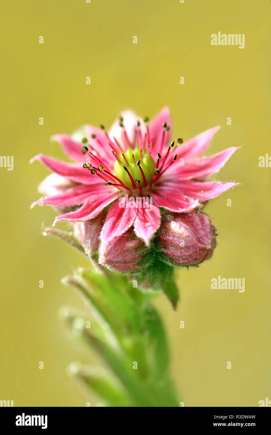 macro shot houseleek sempervivum tectorum Stock Photo