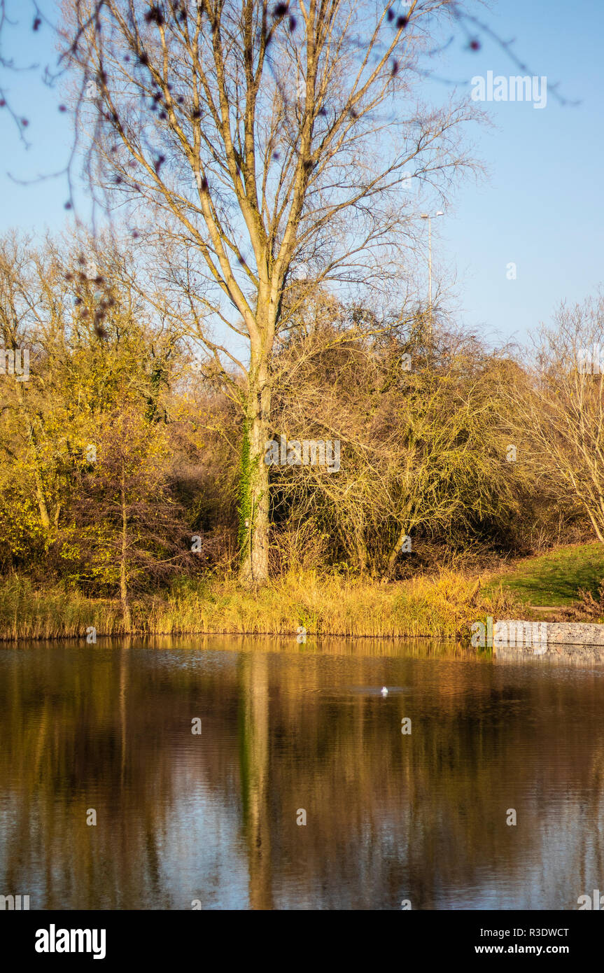 Jubilee Lake Royal Wootton Bassett in Wiltshire with overhanging trees