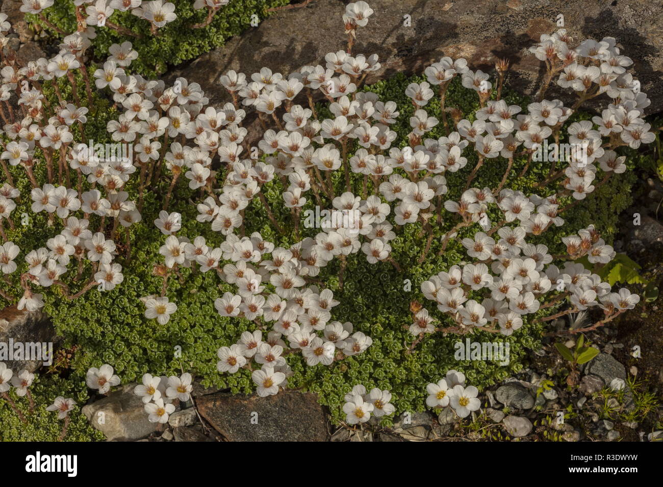 Kabschia Saxifrage, Saxifraga marginata, in flower; from the Balkans and Italy. Stock Photo