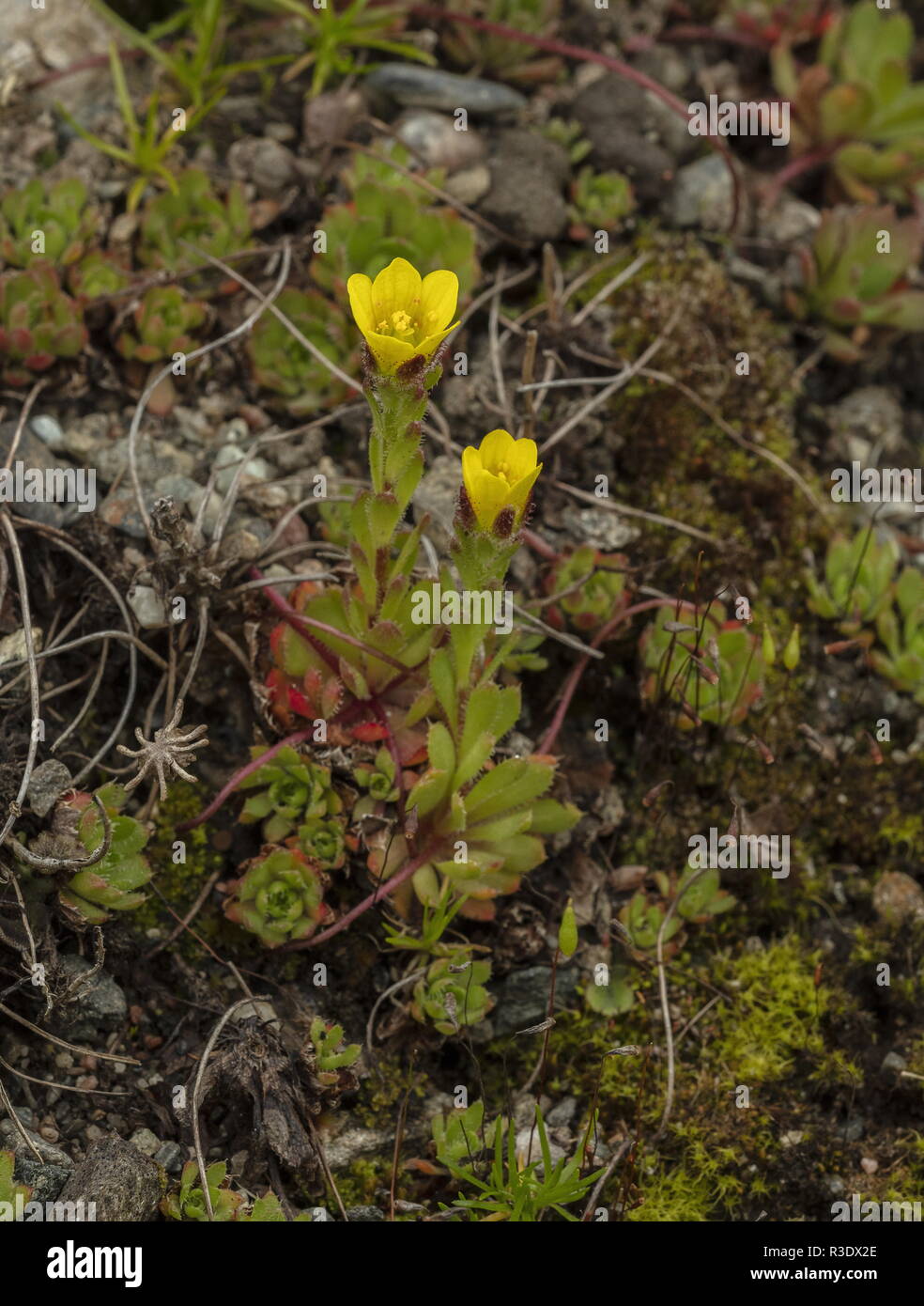Spider plant, whiplash saxifrage, Saxifraga flagellaris ssp. setigera,  arctic species from North America and Siberia. Stock Photo