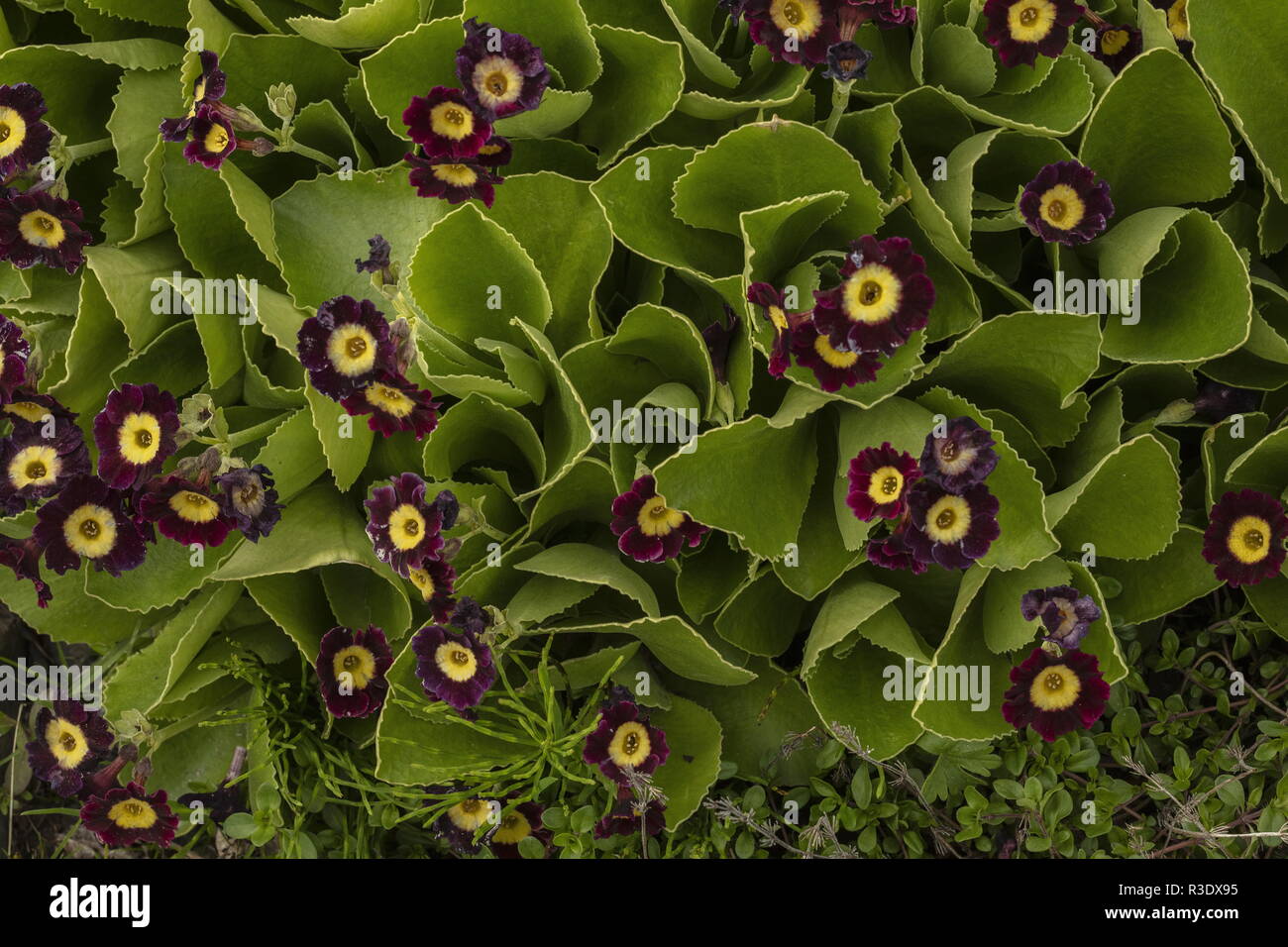 Rufous primrose, Primula x pubescens, in garden. Stock Photo