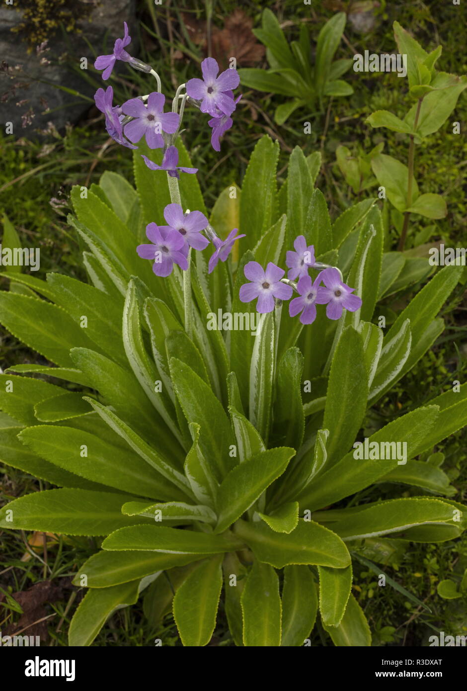 Mealy primrose, Primula pulverulenta, from Sichuan, China. Stock Photo