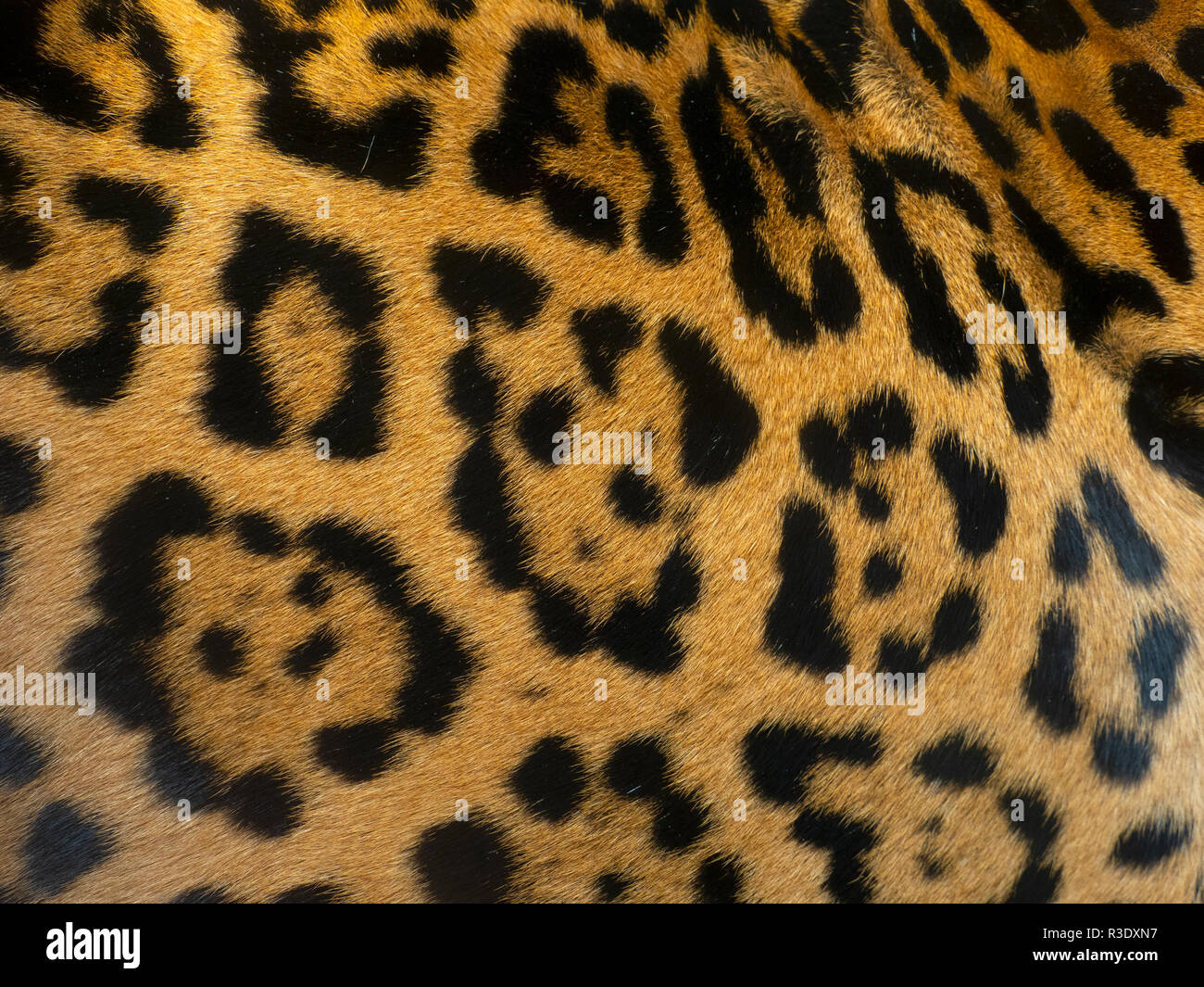 Spotted fur of Jaguar  Panthera onca Stock Photo