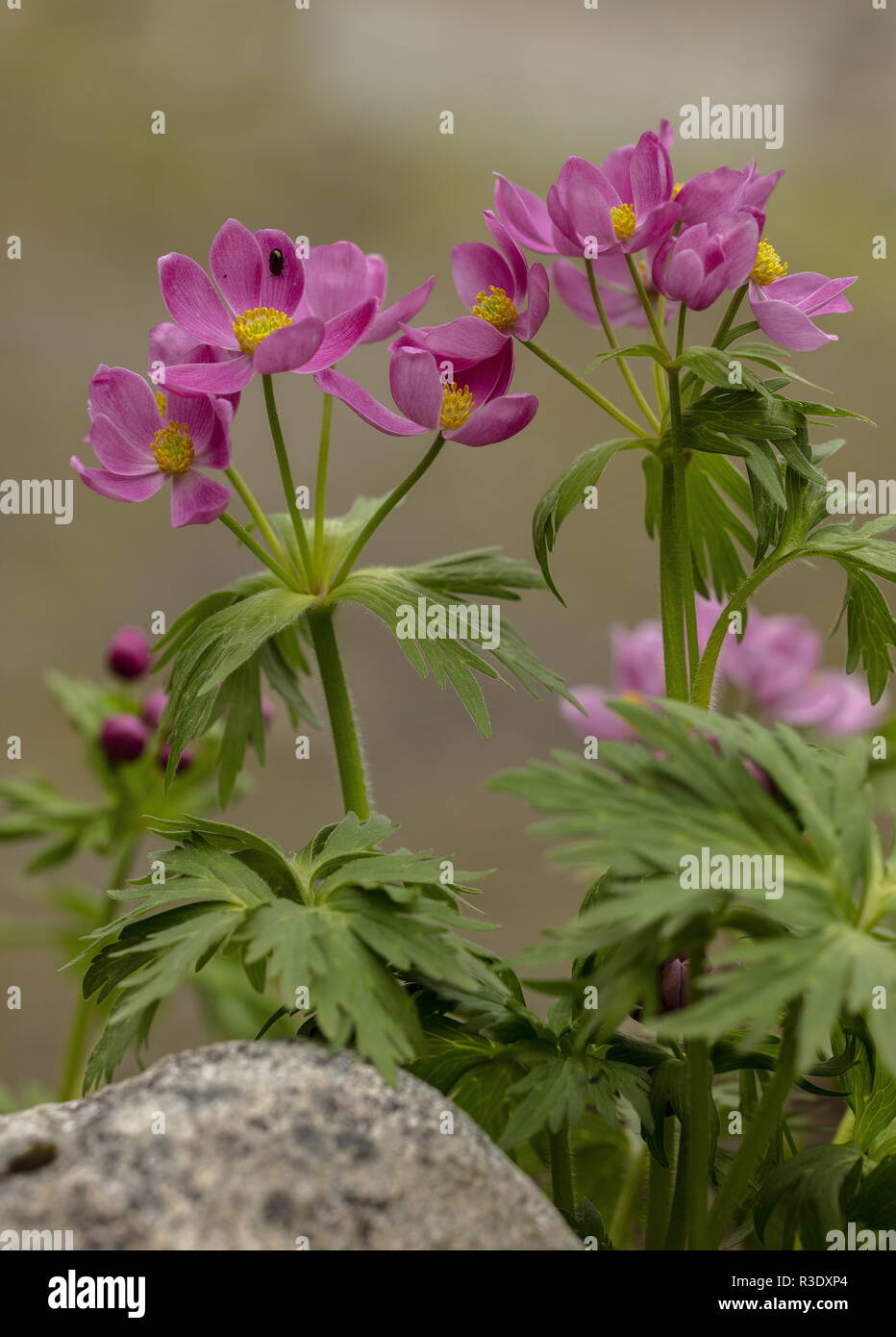 Pink form of Anemone narcissiflora ssp. crinita in flower in garden; from Mongolia-Siberia area. Stock Photo