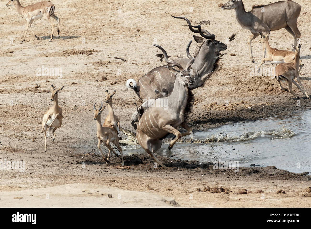 Nile crocodiles jumping hires stock photography and images Alamy