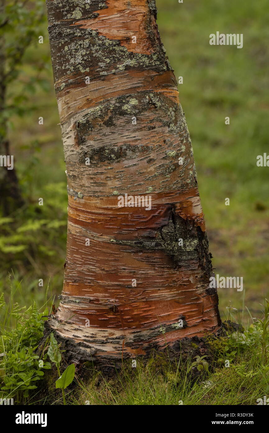 Arctic downy birch, Betula pubescens var. pumila, trunk of old tree; arctic Norway. Stock Photo