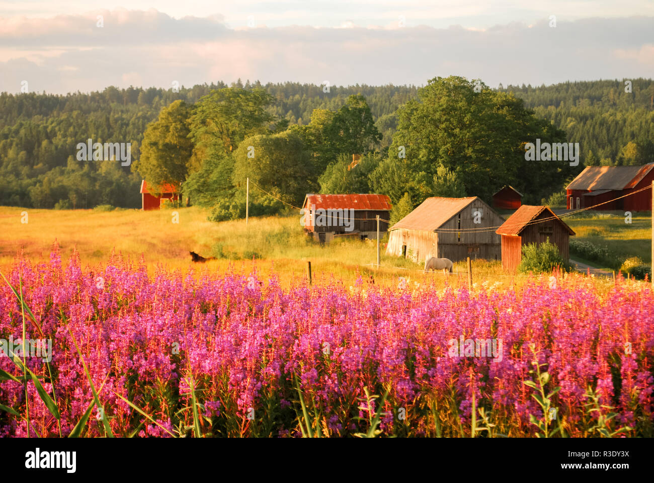 Pink flowers and traditional houses and barns by the swedish countryside in Dalsland, Sweden Stock Photo