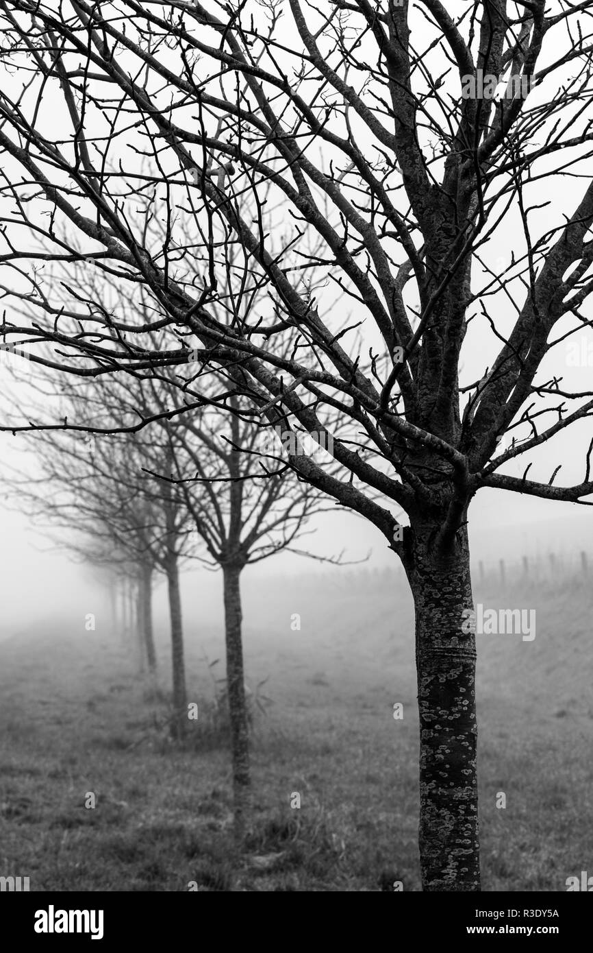 trees in the fog Stock Photo